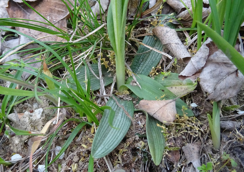 Ophrys bertolonii subsp. benacensis